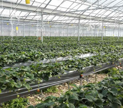 生態(tài)果蔬采摘園