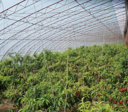 生態(tài)果蔬采摘園